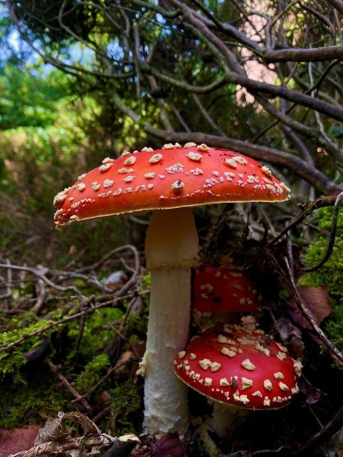 The Weird and Wonderful World of Fungi at Leonardslee